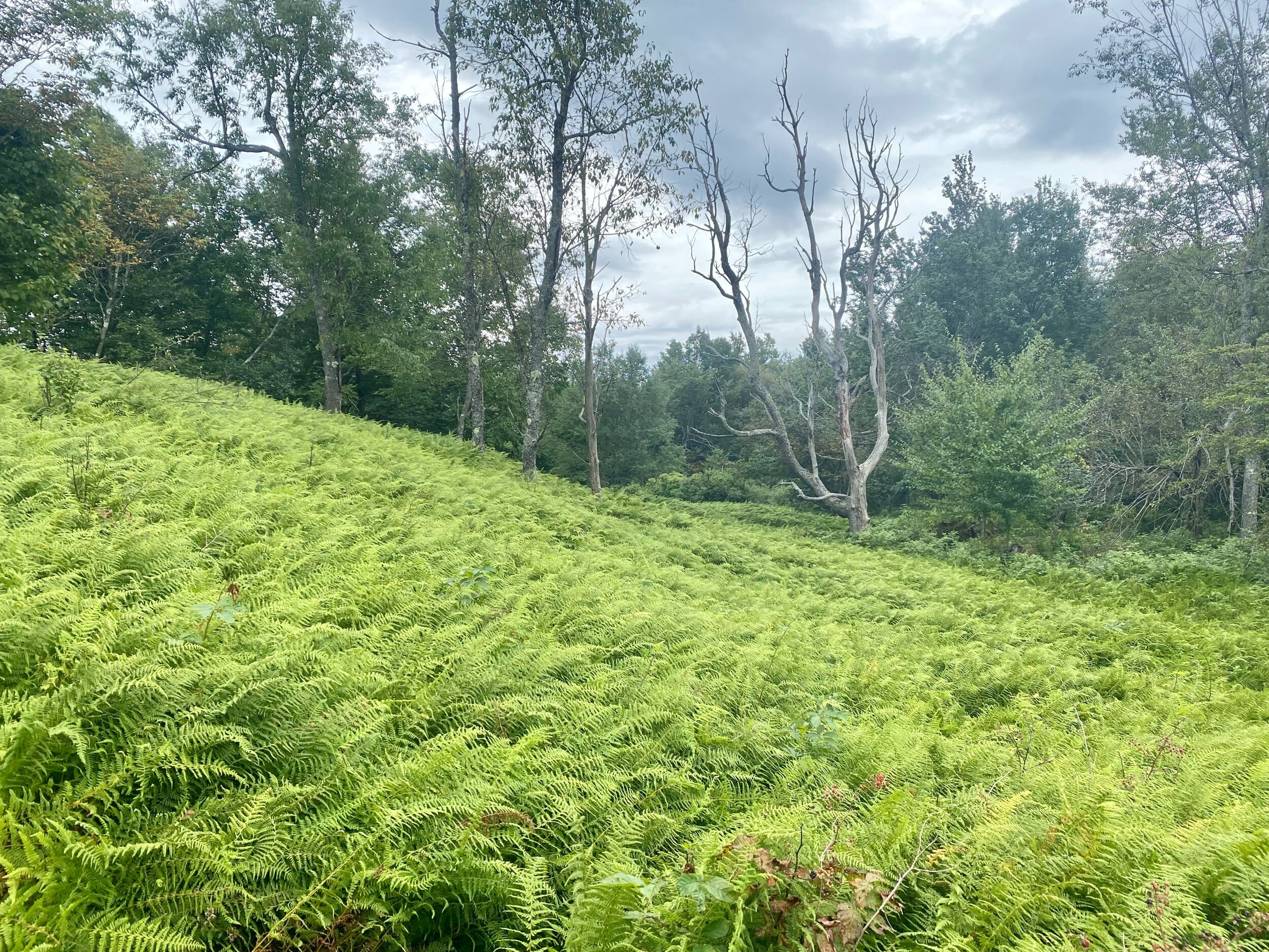 Field of tropical bushes