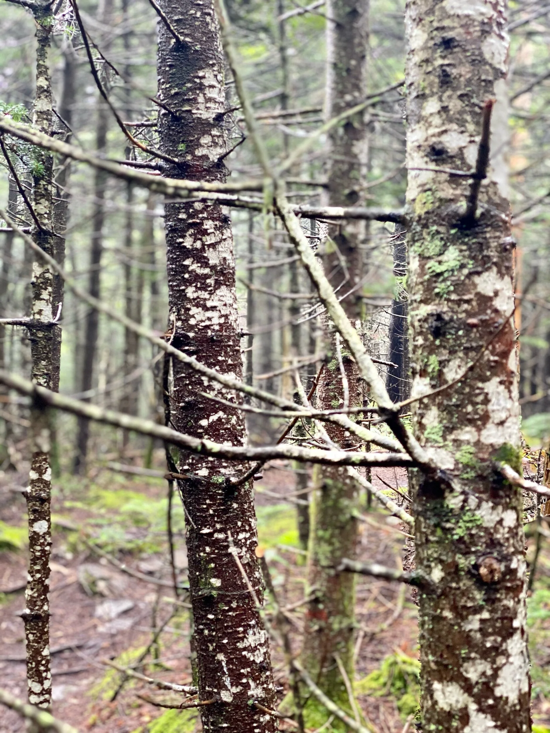 Wet mossy trees