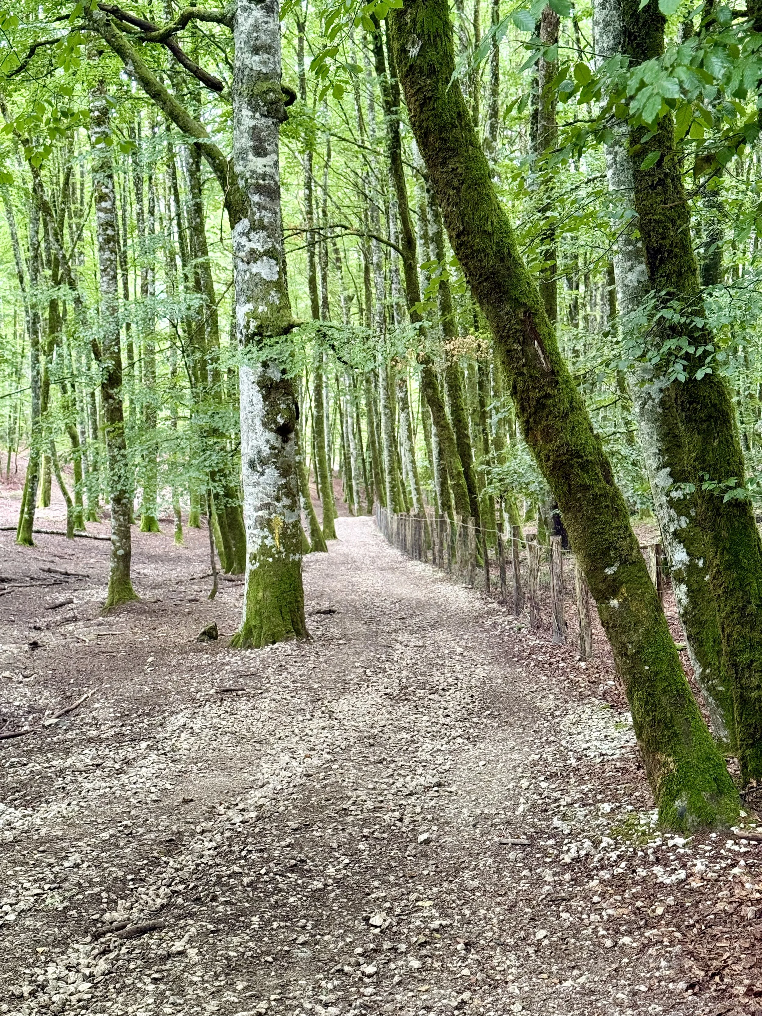 Mossy trees on the trail