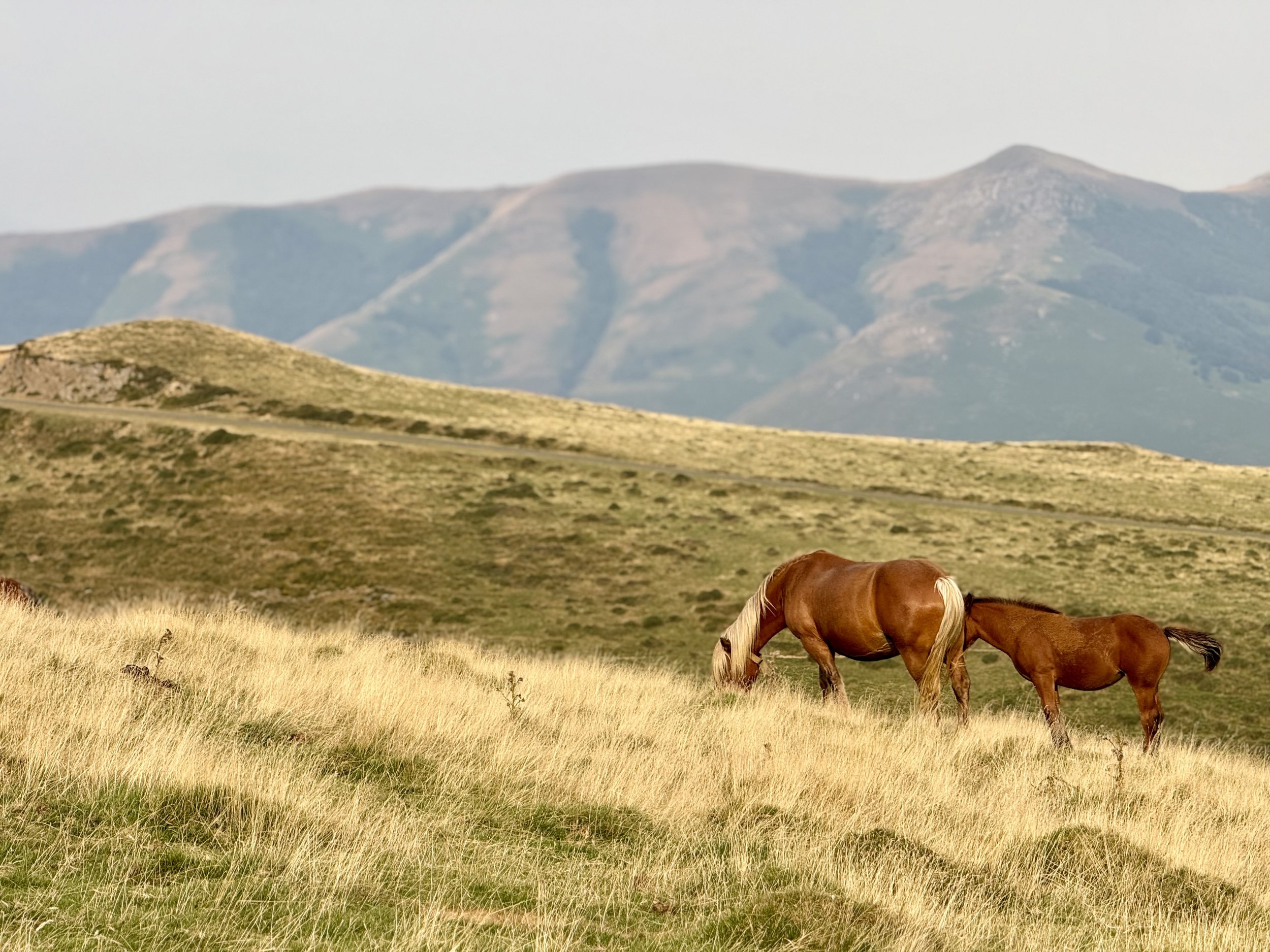 Horse in a mountainous Spanish field
