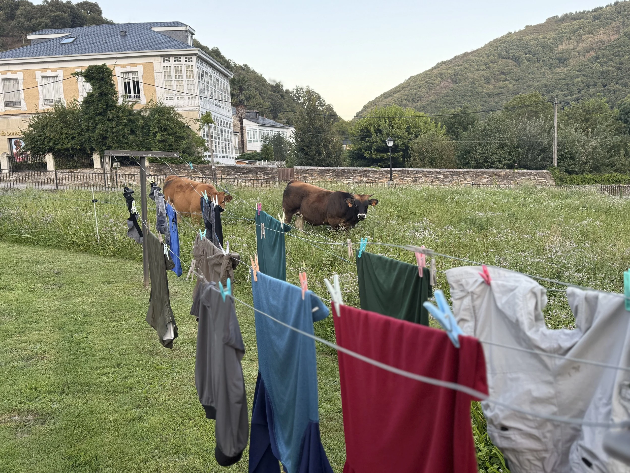 Laundry and bulls in the spanish countryside