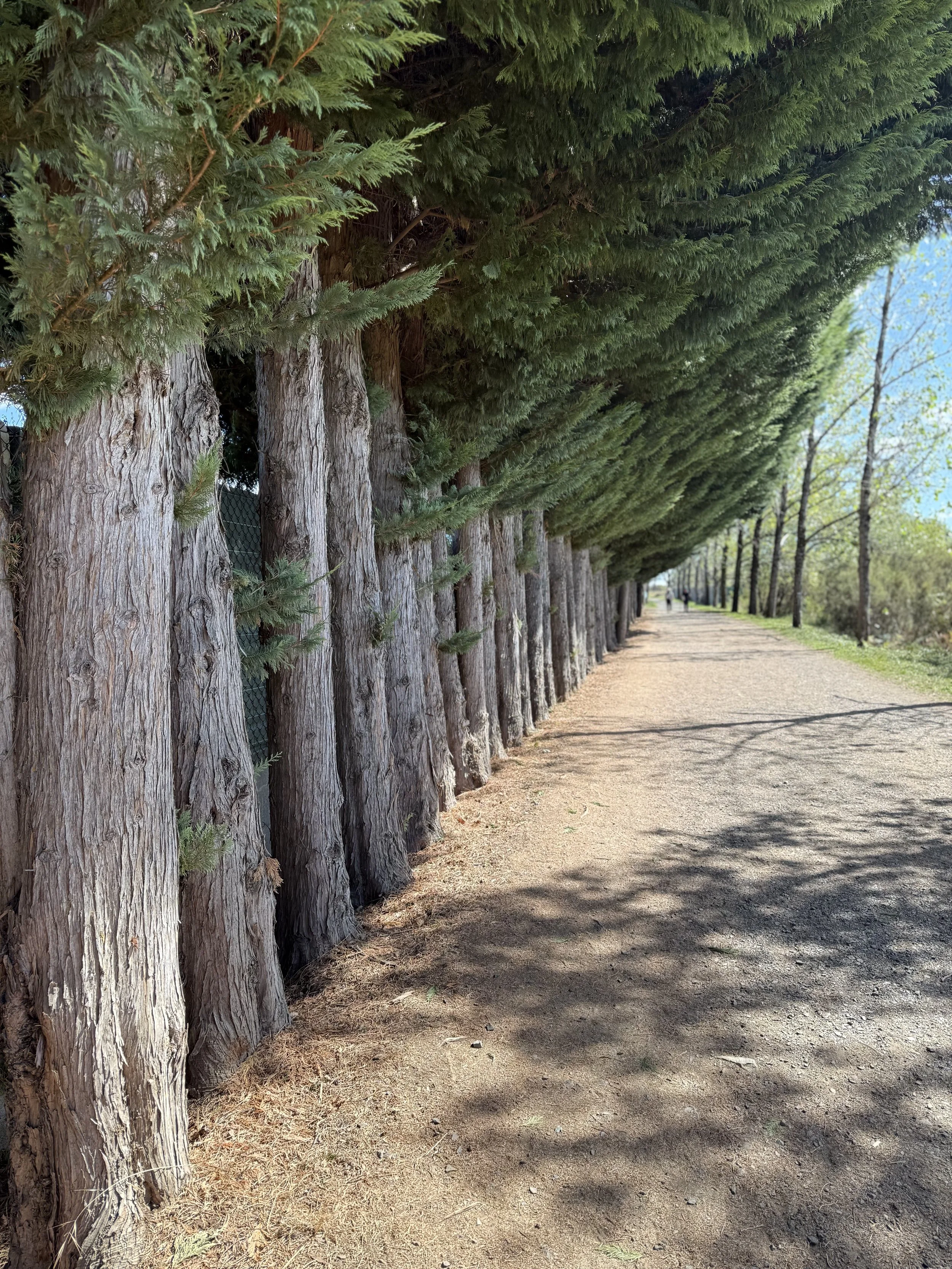 Evergreens next to a path in Spain