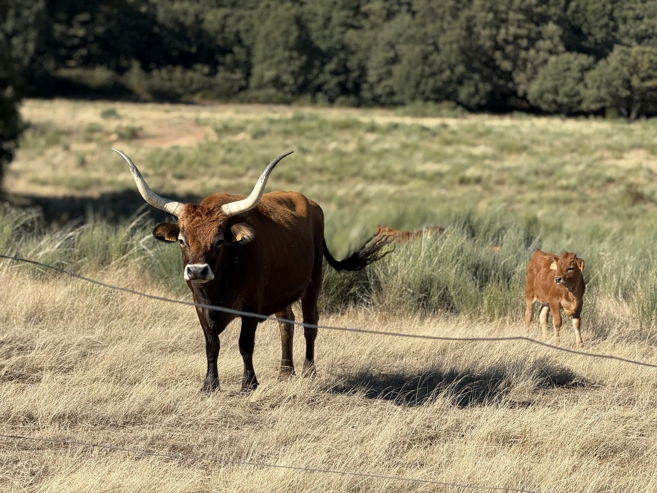 Spanish bull and calf