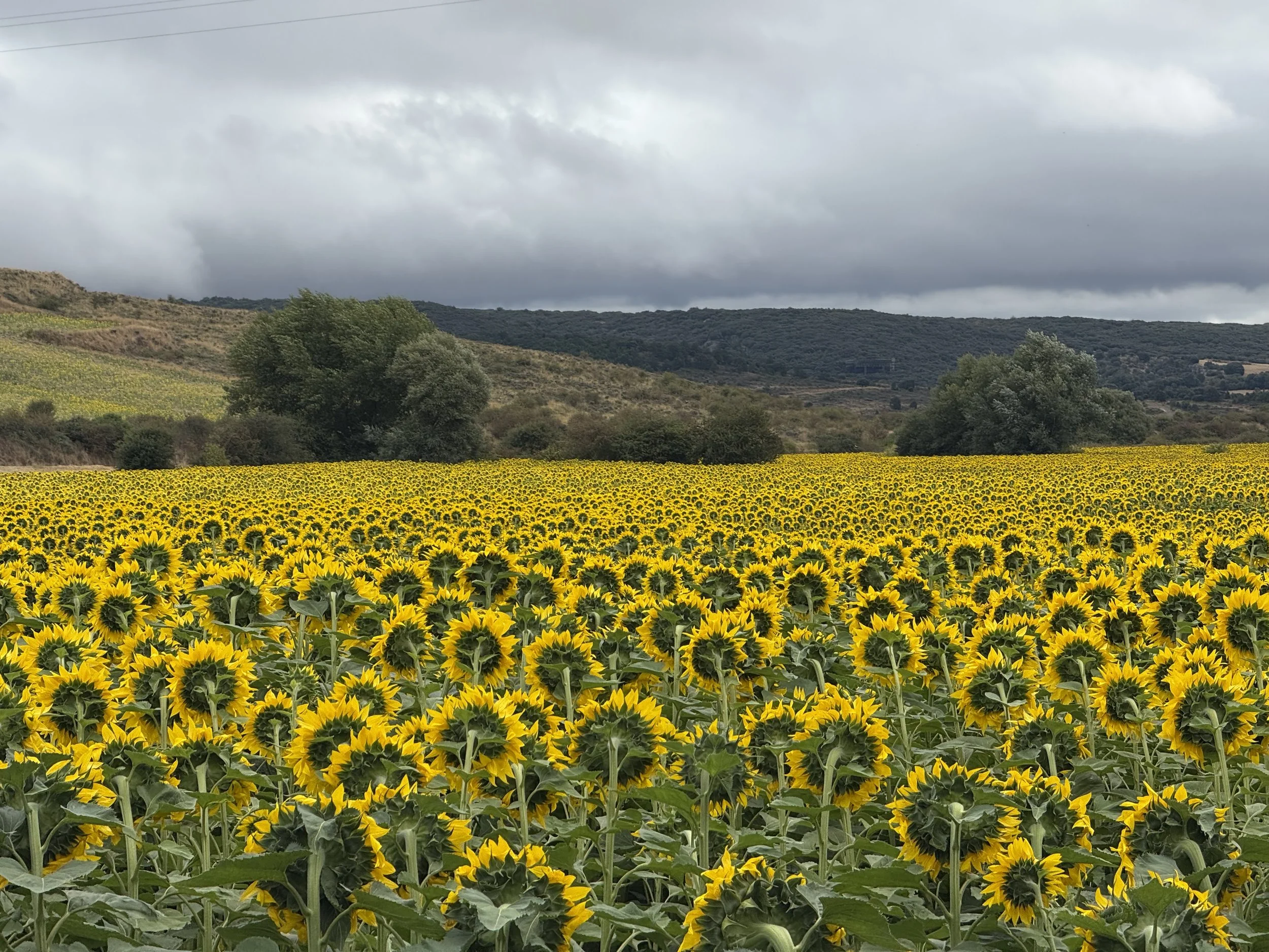 Sunflower field spanish countryside