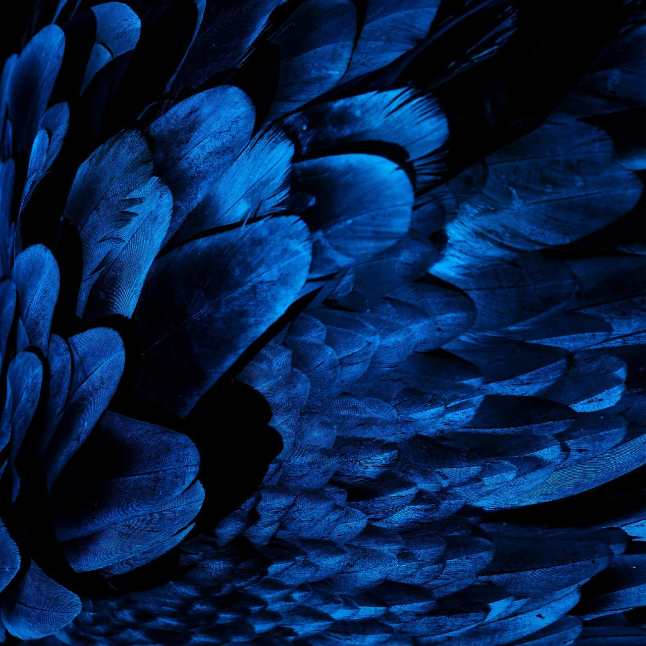 vibrant blue feathers | The Witch's Therapist | Psycho-Spiritual Therapy