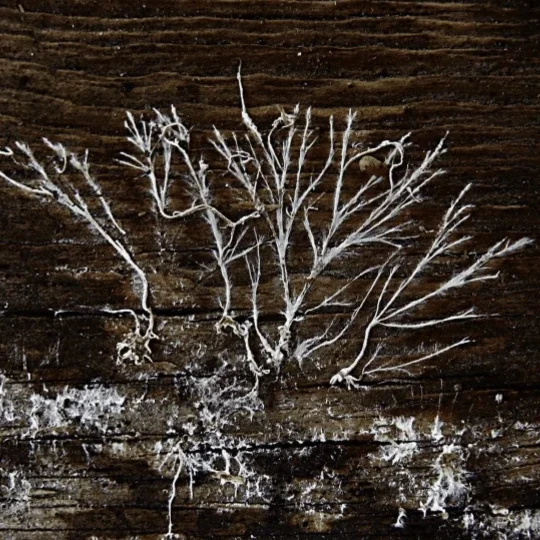 White mold or fungus growing on a dark wooden surface, forming bushy, branch-like structures.