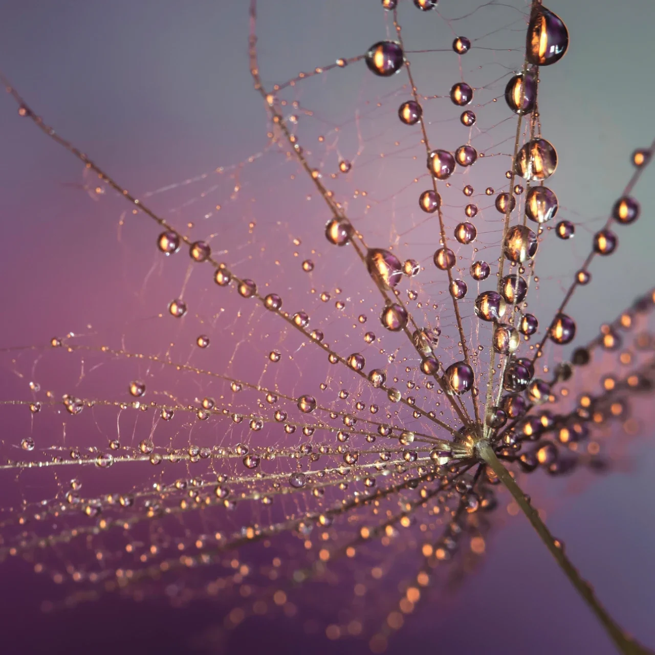 dew on a dandelion against a pink sky | The Witch's Therapist Existential Therapy
