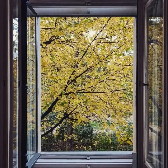 Open window looking out onto a large tree with yellow and green leaves