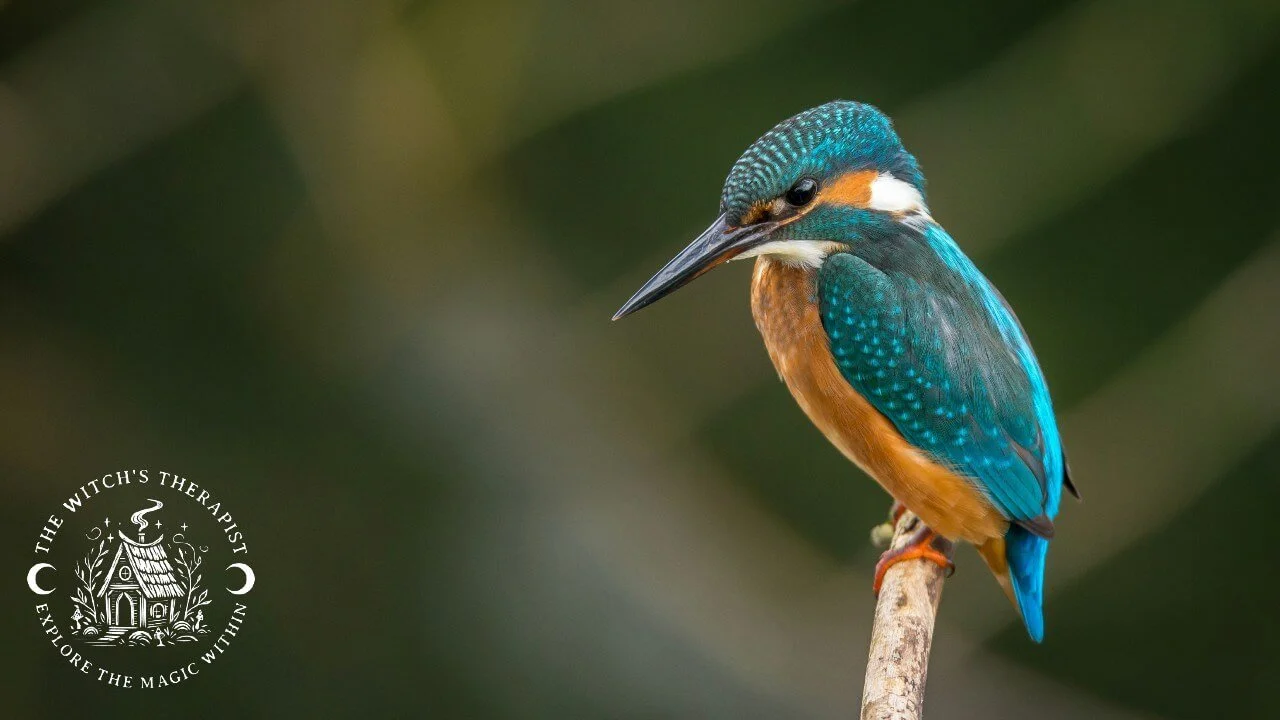 a little orange and teal bird sitting on a branch | the myth of normal and how it can hurt us