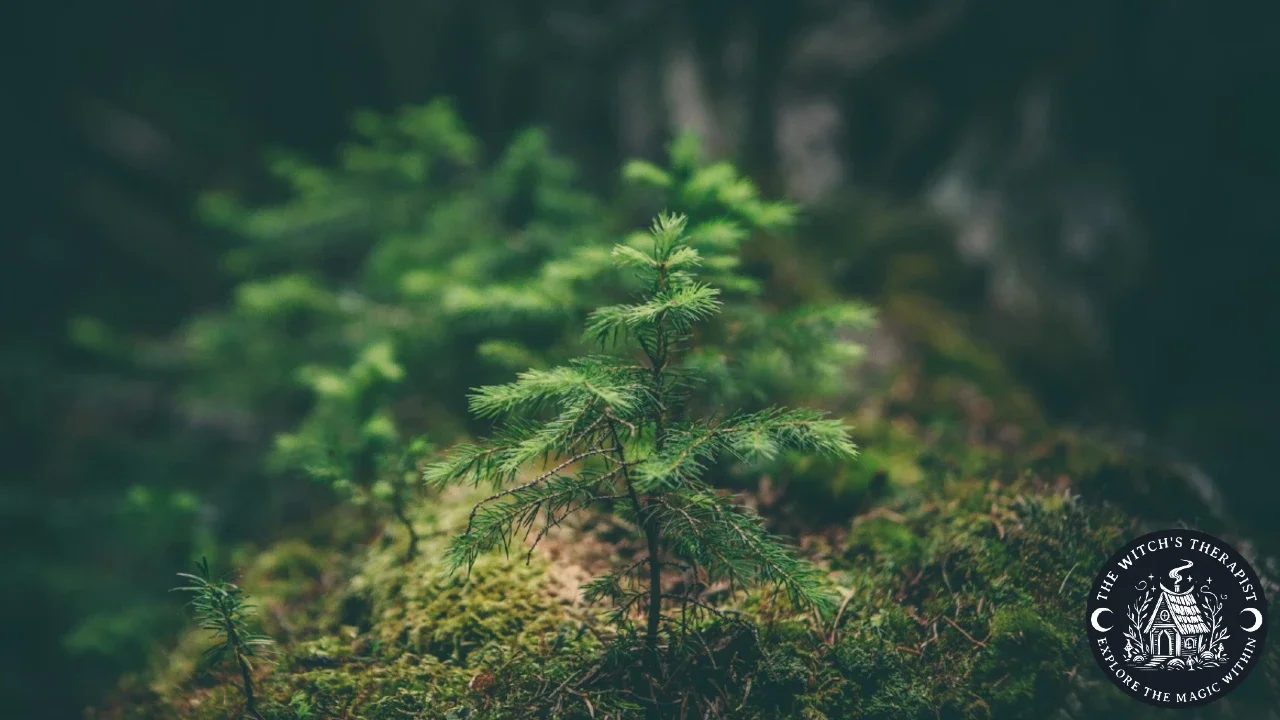 a pine sapling growing on a forest floor | What Is a Queer-Affirmative Psychotherapist? | The Witch's Therapist