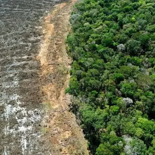 Aerial view of a forest showing a contrast between a clear-cut area with brown stumps and a thriving green forest | The Witch's Therapist | Holistic Psychotherapy in London Ontario