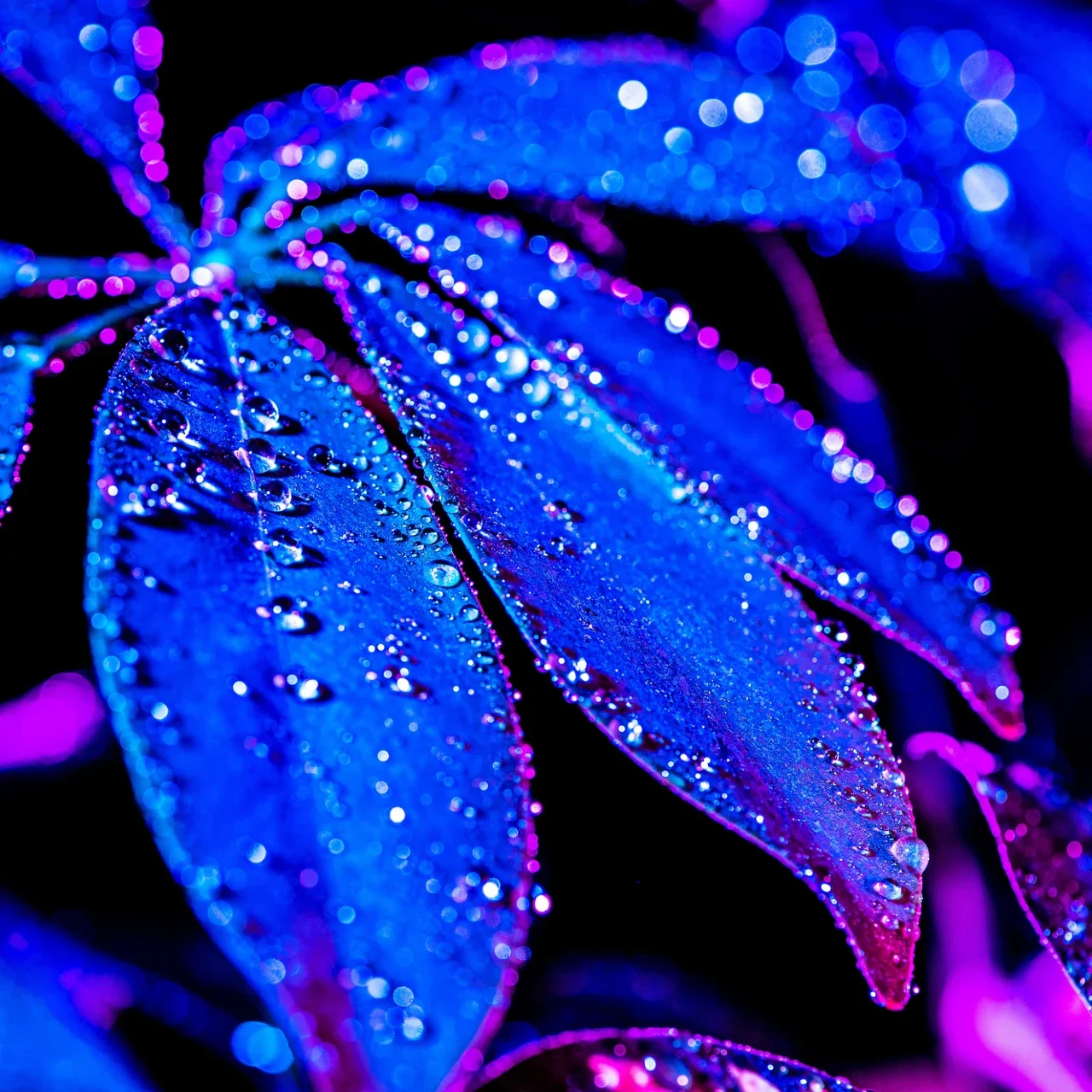 dew on a purplish-blue leaf | Mindfulness therapy | The Witch's Therapist