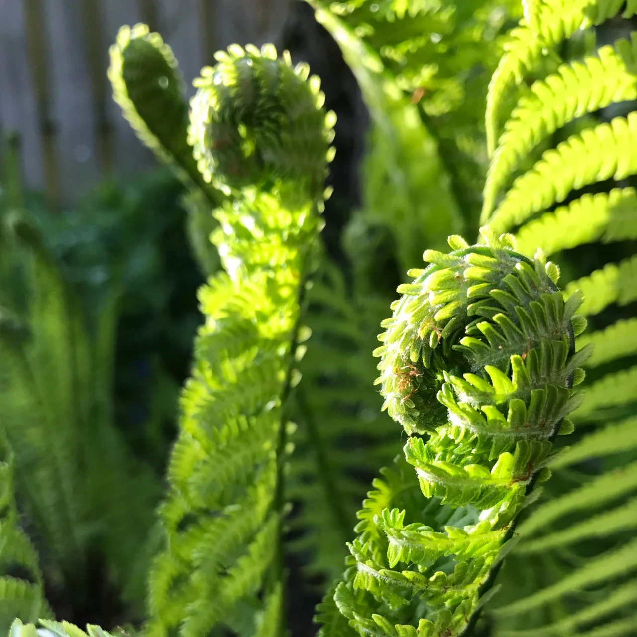 curled leaves of a fern | The Witch's Therapist ADHD therapy