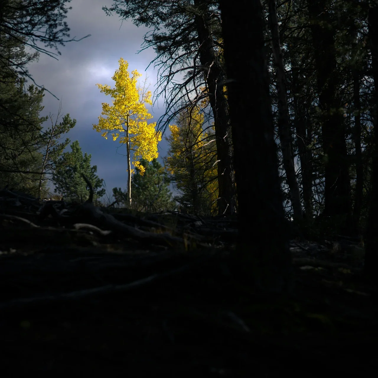a single tree lit among a dark forest | The Witch's Therapist disability therapy