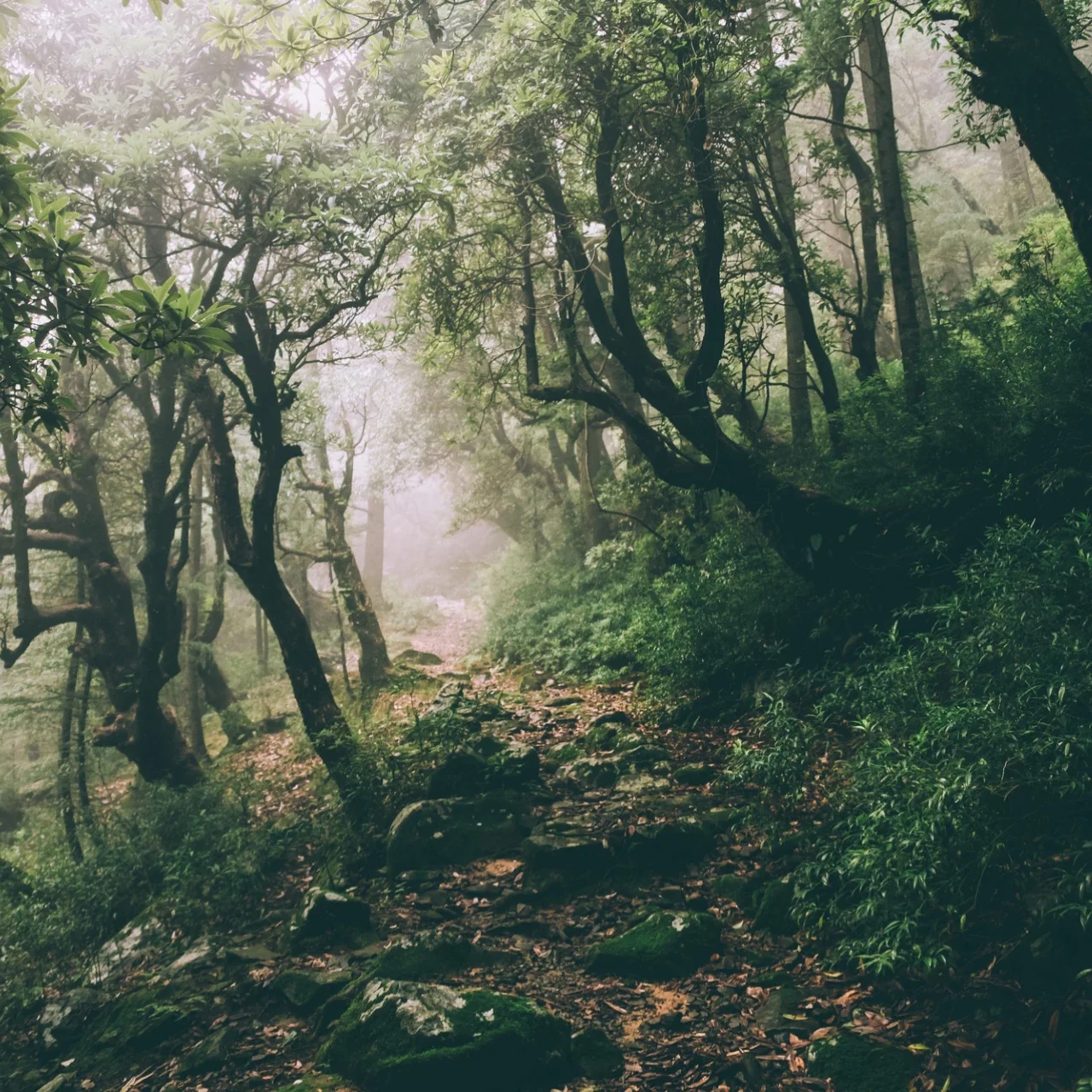 foggy forest path | The Witch's Therapist | Humanistic therapy