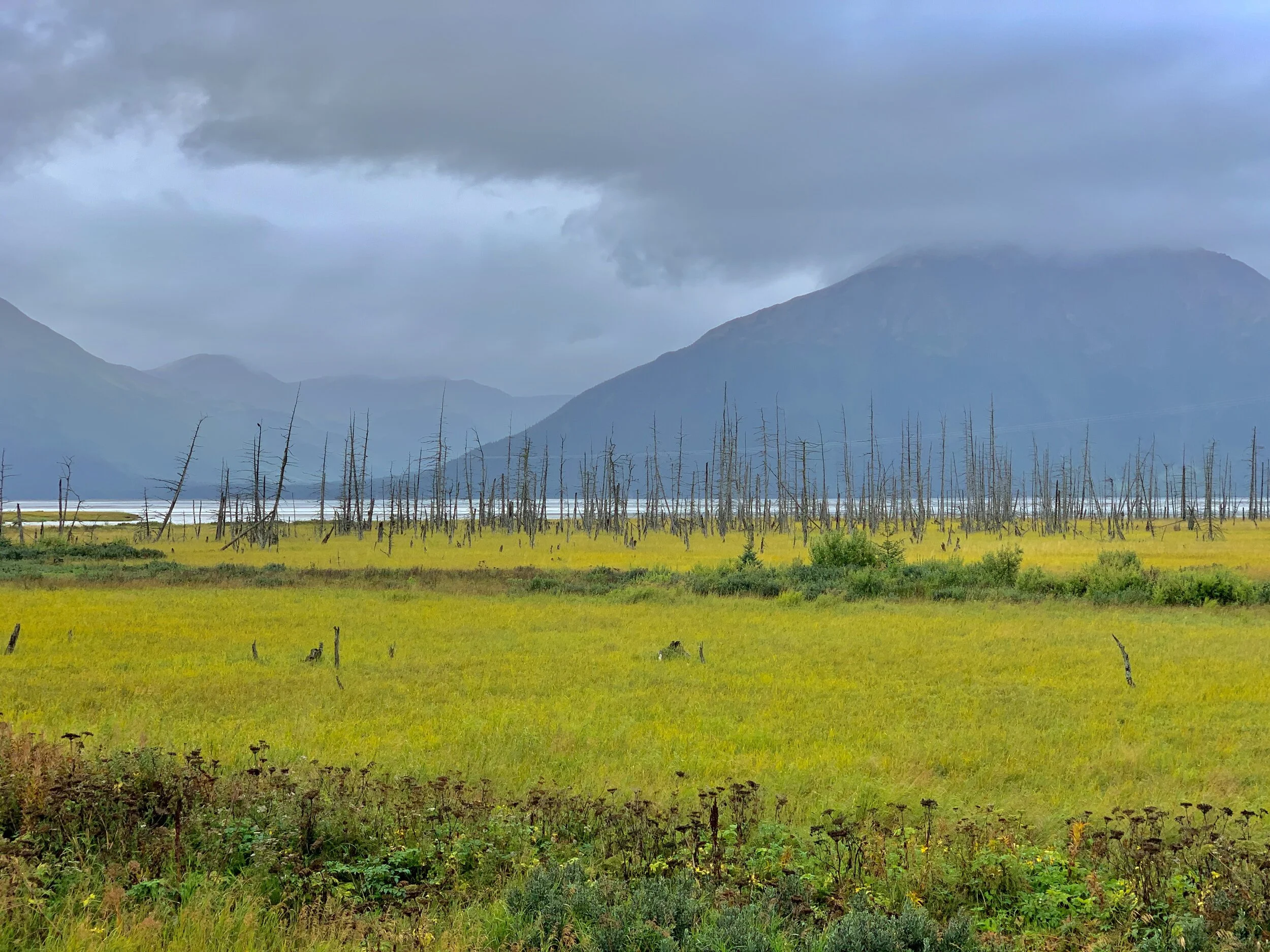 Chugach Mountain Roasters