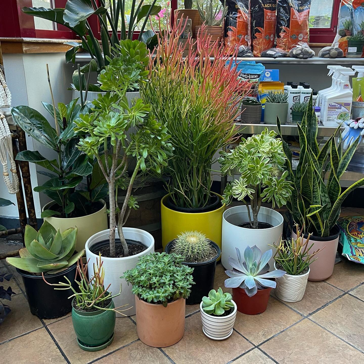 New stock alert! Bring a burst of new life to your patio with some vibrant plants like this amazing firestick! We&rsquo;ve got your patio refresh needs stocked so come on down while supplies last and make where you live a paradise!
.
.
.
#plantconnec