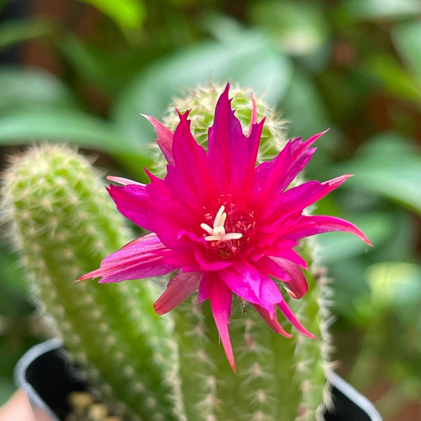Bloom where you&rsquo;re planted! These cactuses have been sneaking up on us lately - the minute we take our eyes off them, BOOM they bloom. Life&rsquo;s like that sometimes. Quiet and steady and then a burst of color and surprise. Come catch the sup