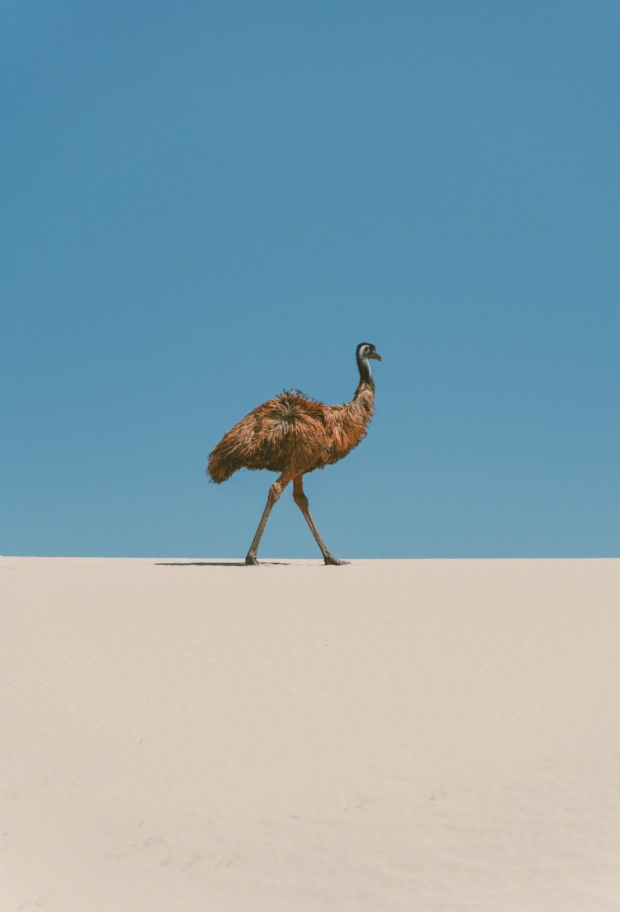 emu