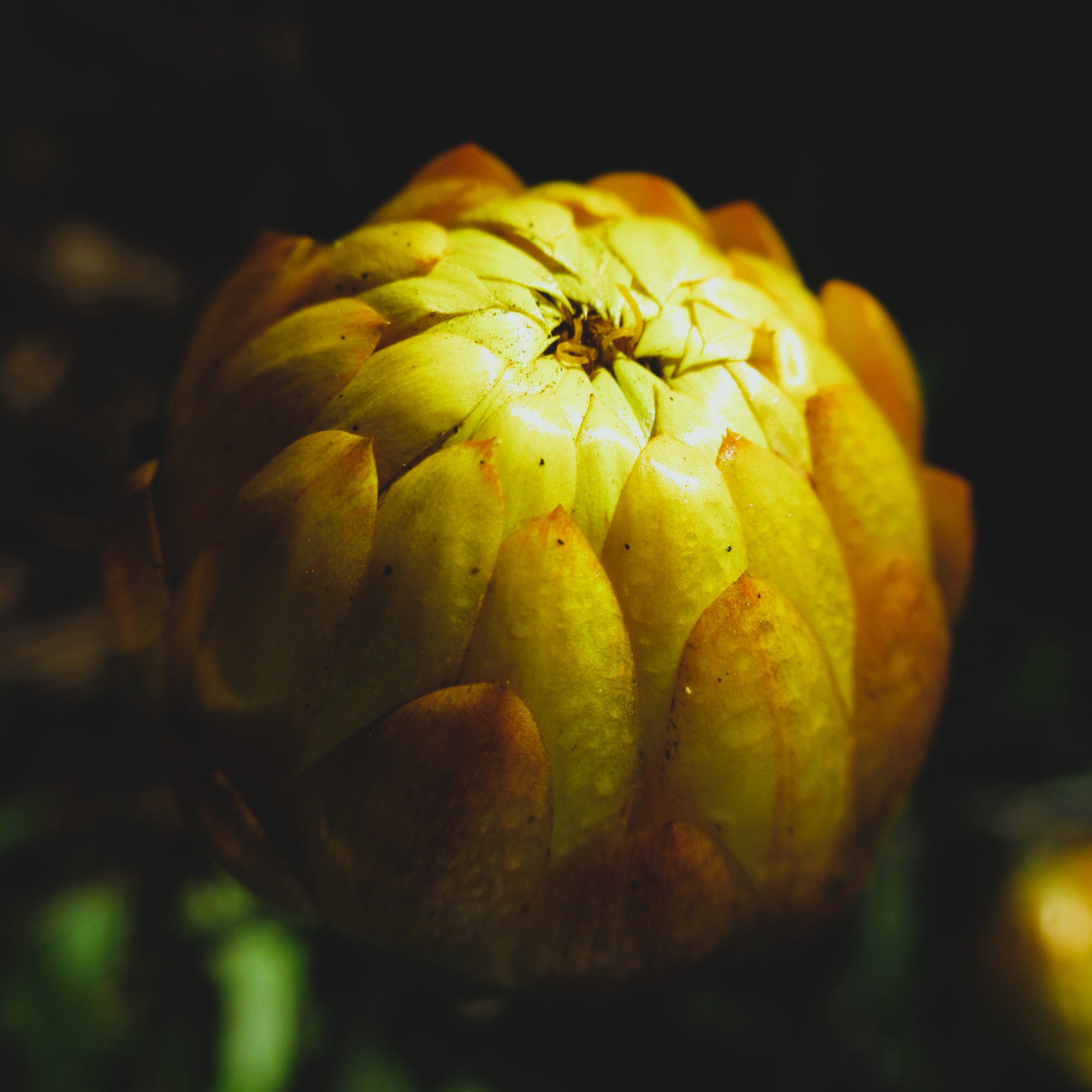 10 ANBG 11.JPG