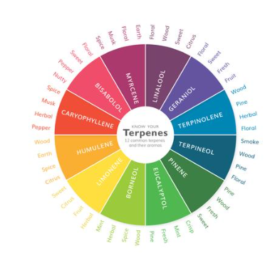 Cannabis terpenes explained