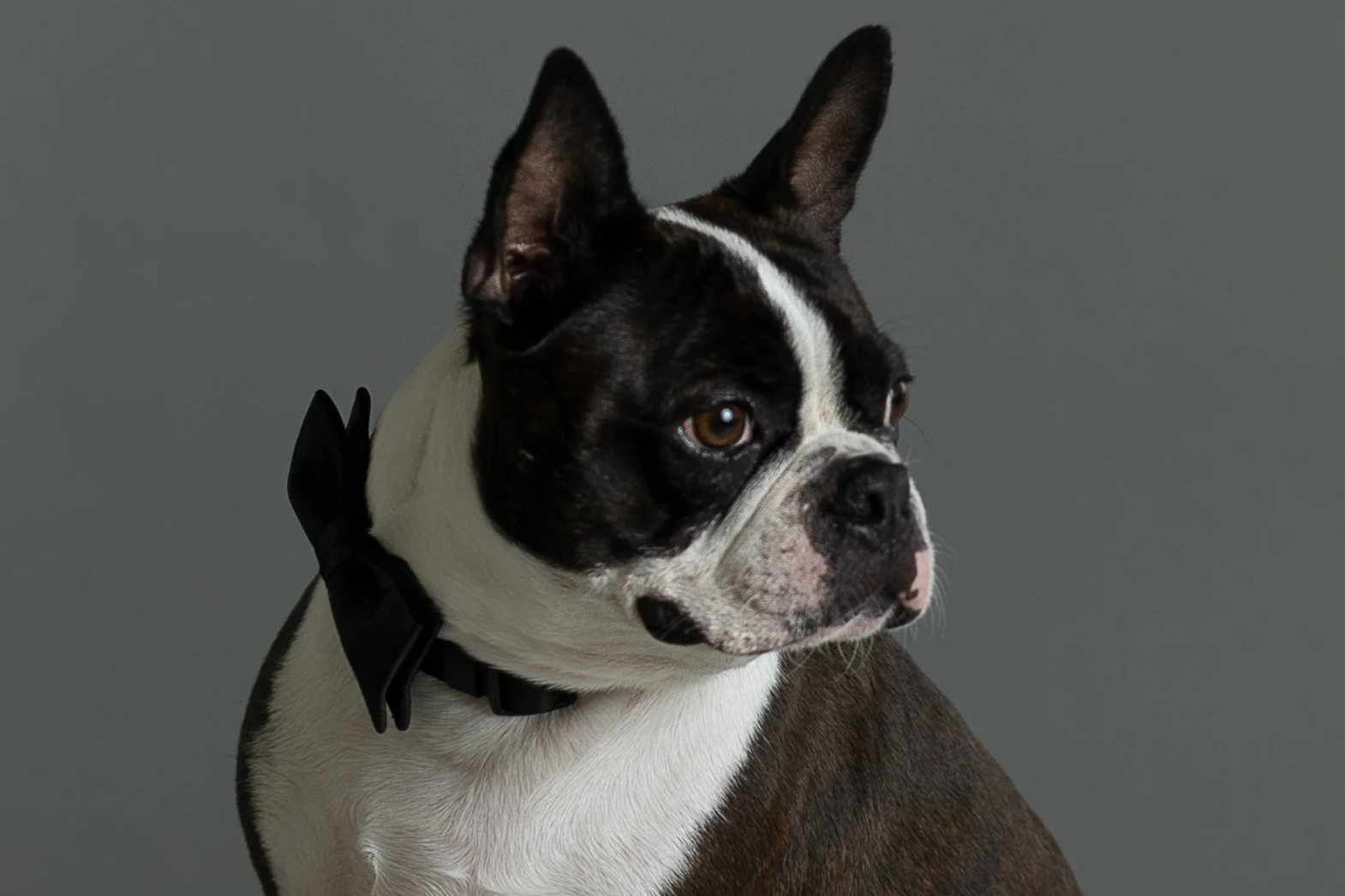 A Boston Terrier dog wearing a black bow tie against a gray background.