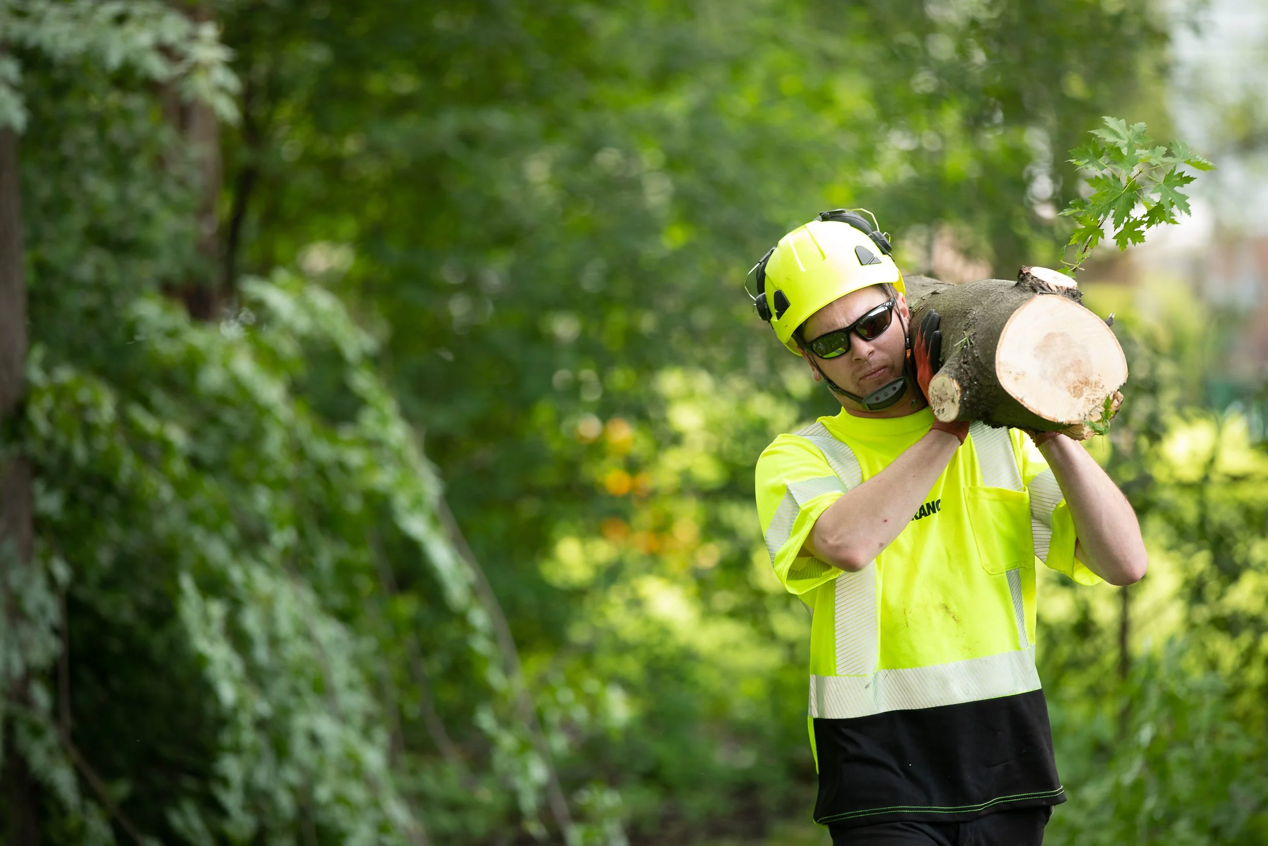 A man wearing a yellow safety helmet, sunglasses, and a neon yellow safety vest carrying a large log through a wooded area with green trees and foliage.
