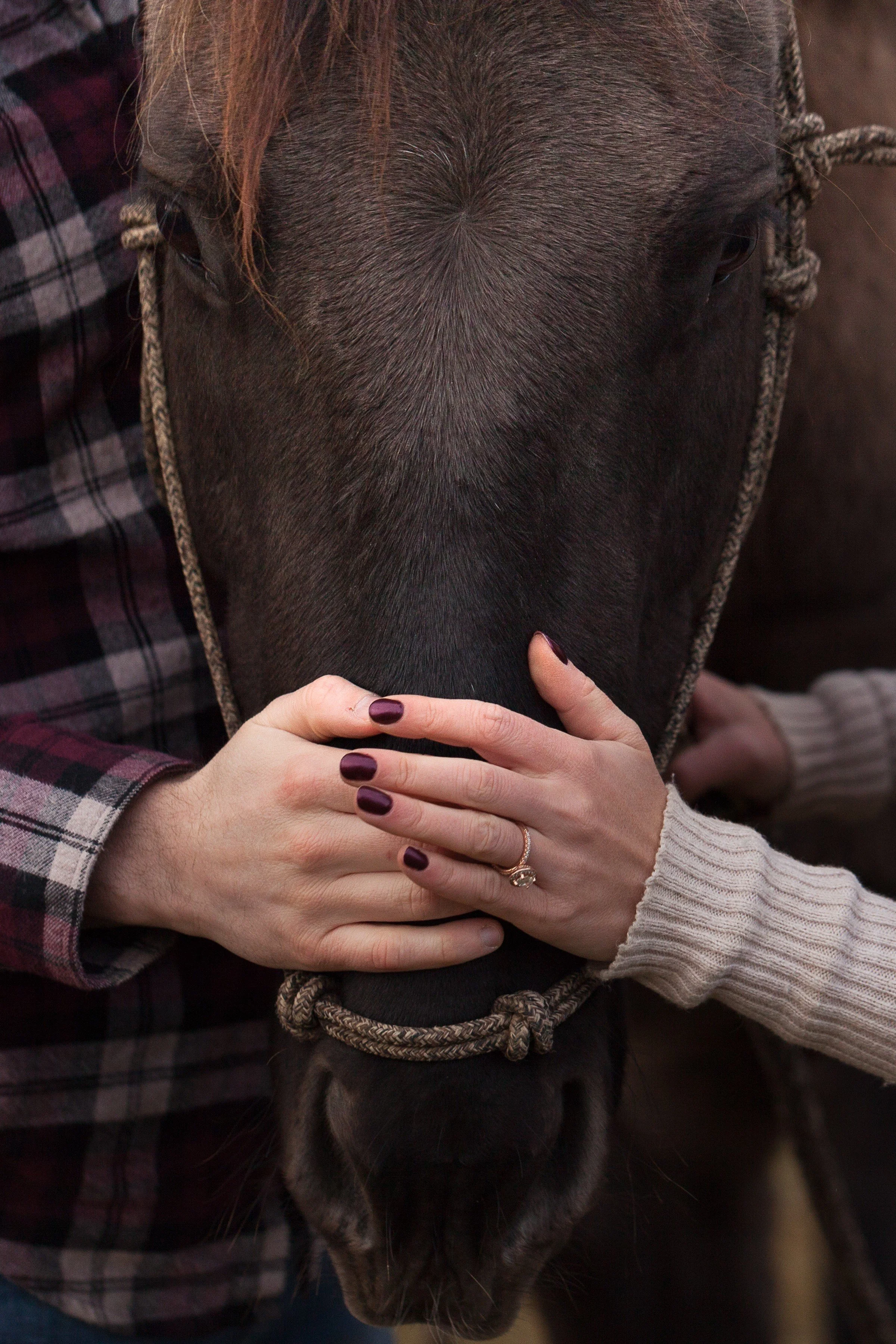 Person with purple painted nails and a ring on their finger gently holding the head of a black horse, with the horse's face and mane visible.