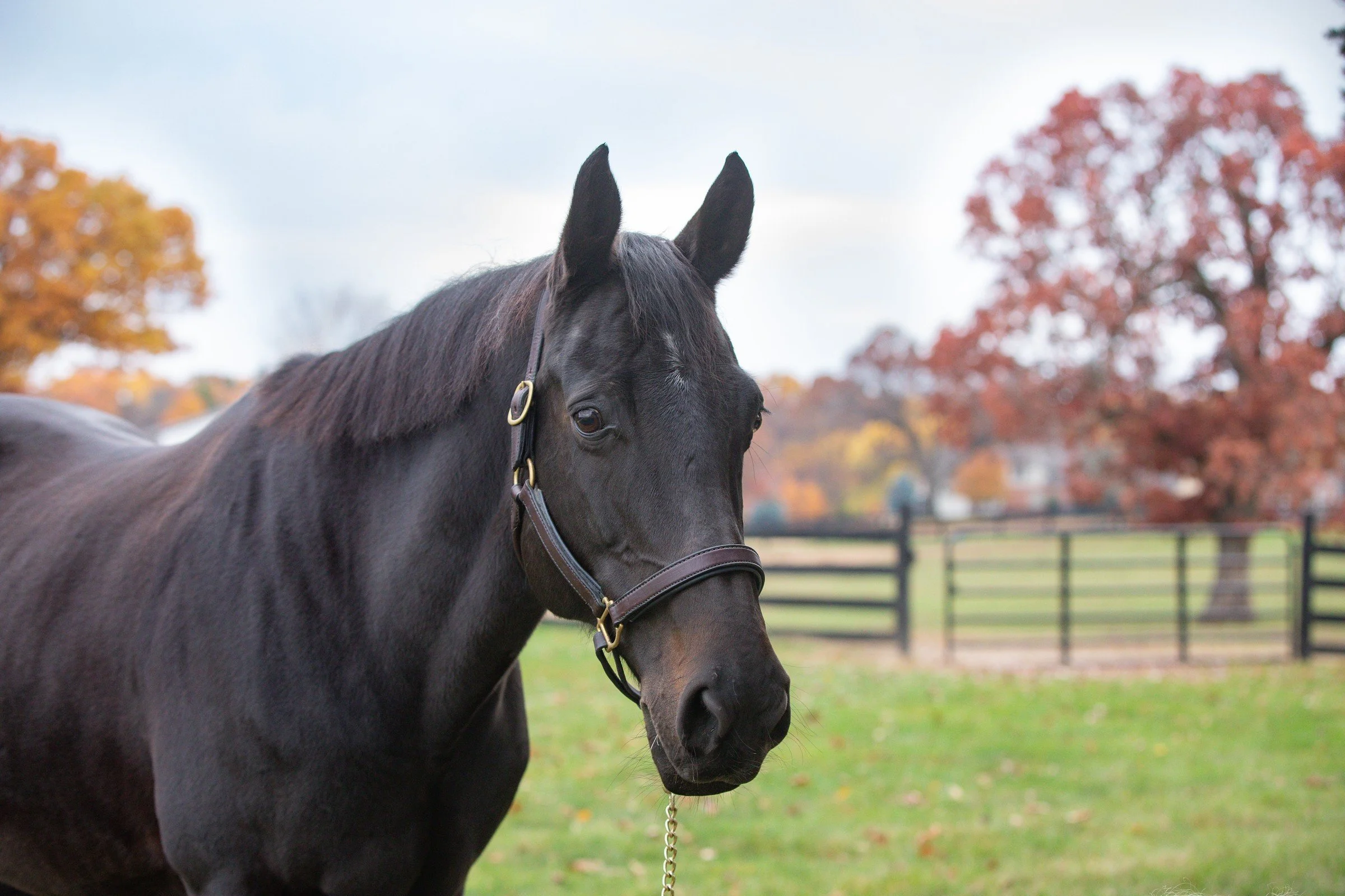 A black horse standing in a green pasture with a black fence and trees with fall foliage in the background.