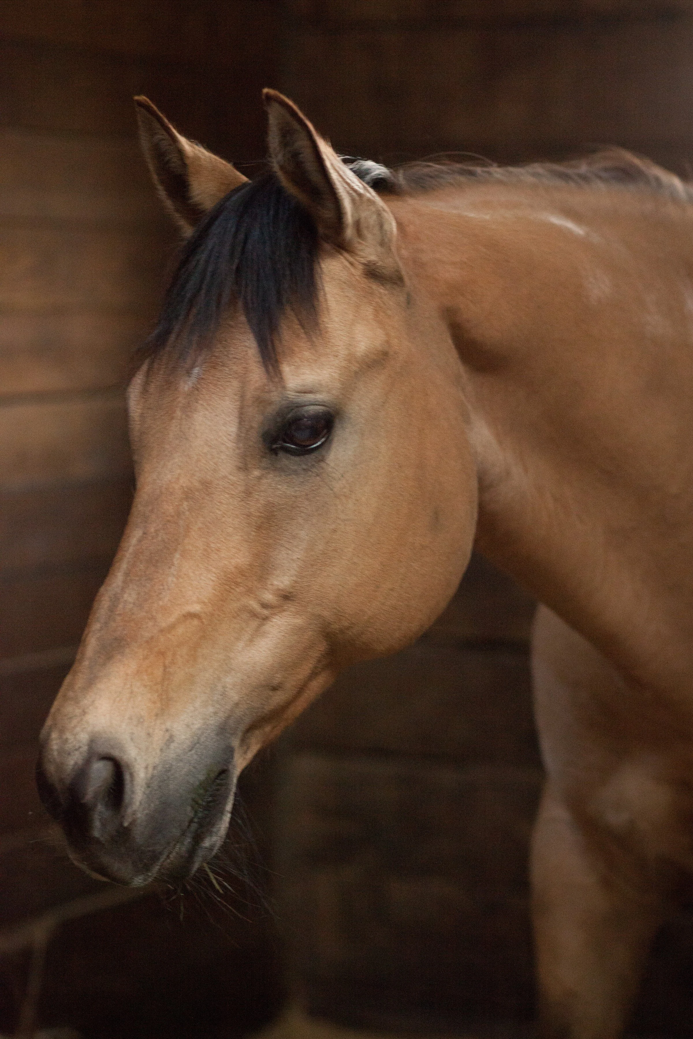 Close-up of a bay horse with a dark mane, standing against a wooden background.