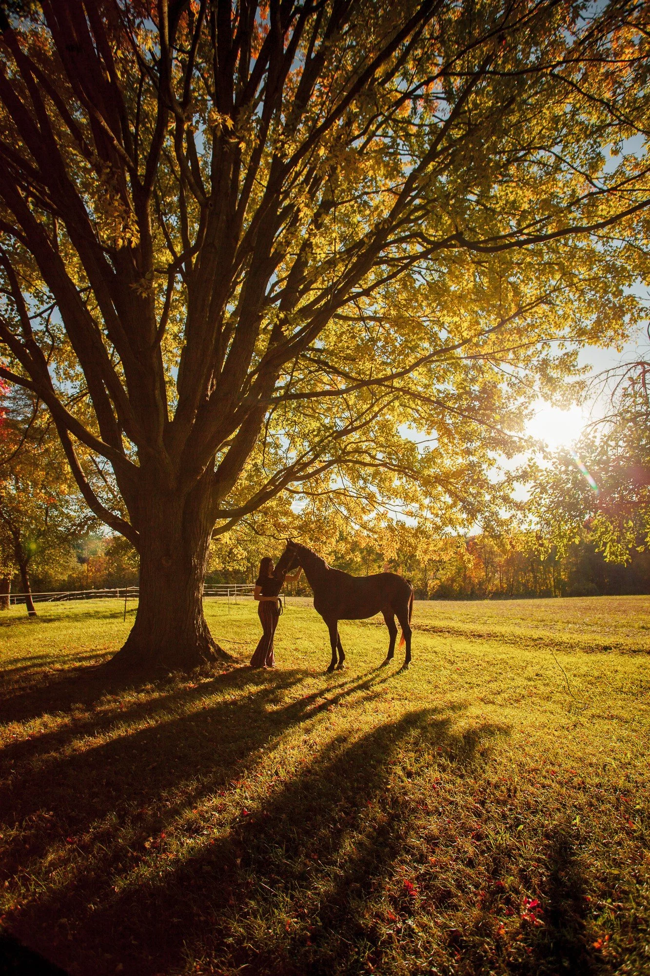 A person standing next to a horse under a large tree with yellow leaves on a grassy field during sunset.