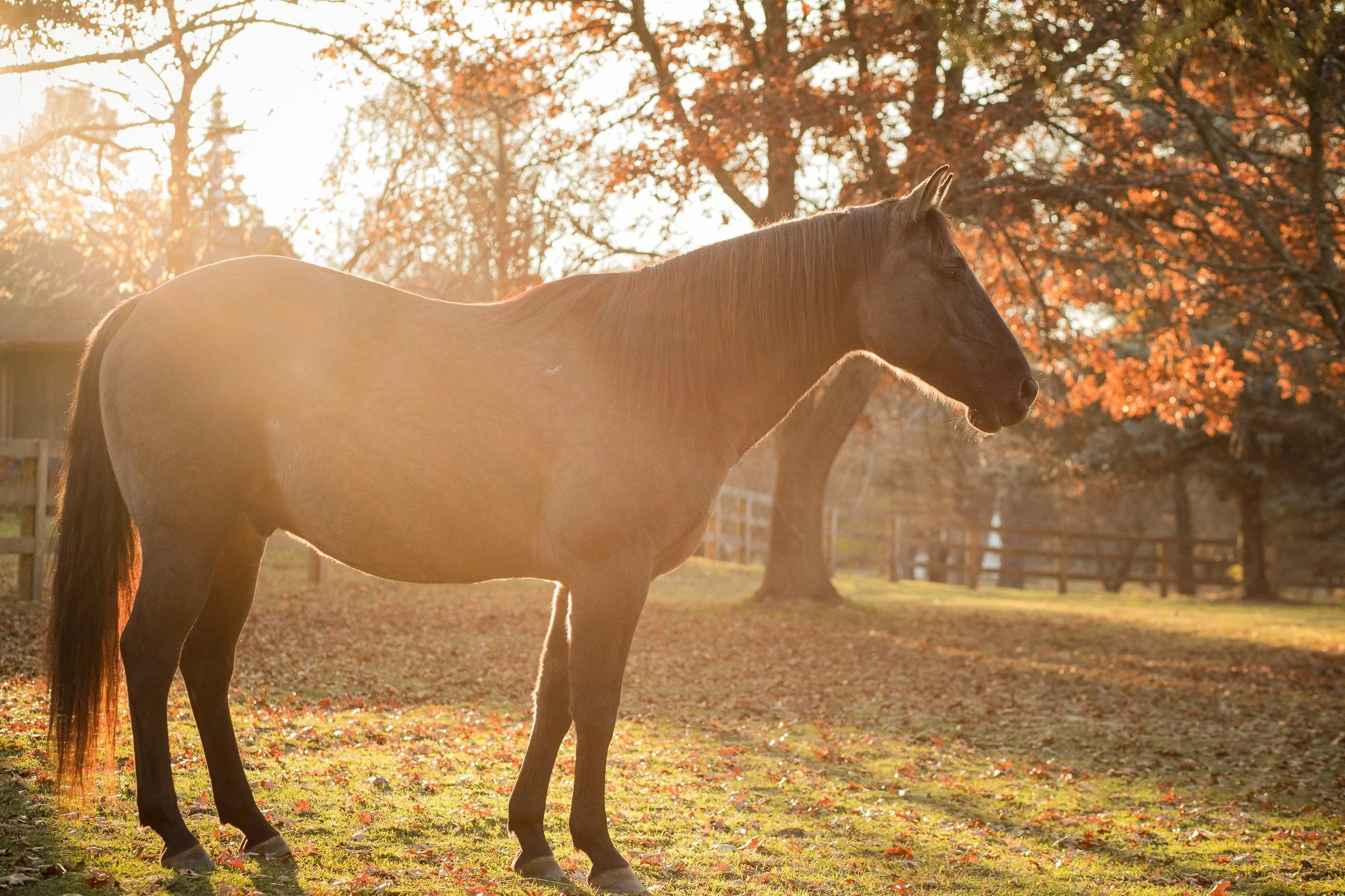 A brown horse standing in a sunlit field with autumn trees and fallen leaves, during sunset.