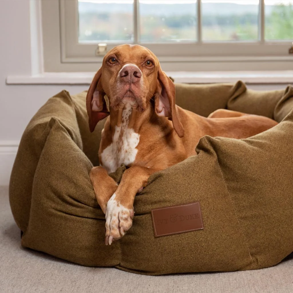 dog den bed