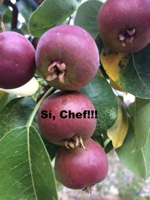 Sí, Chef!!!