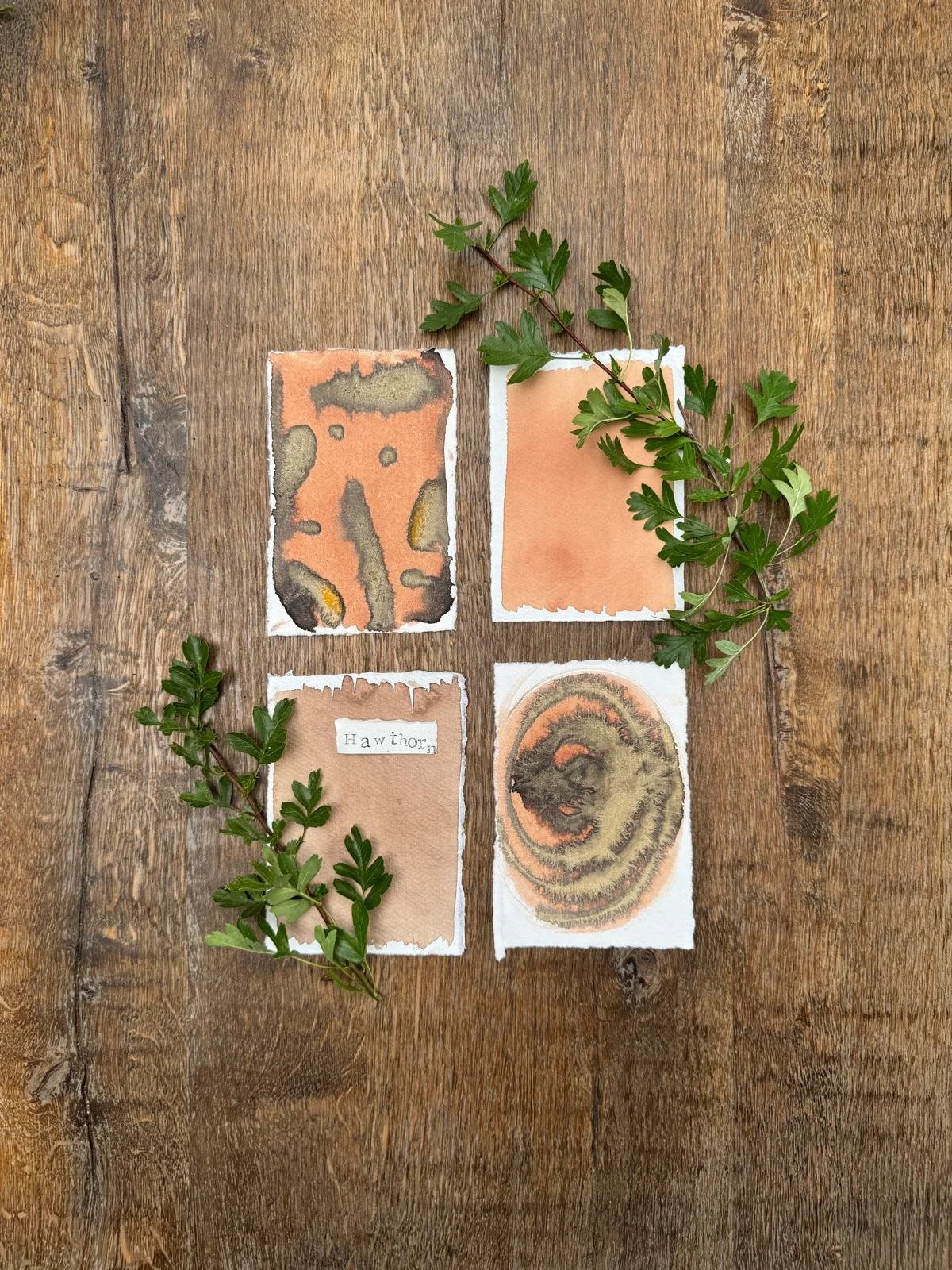 Wild Inks Workshop 