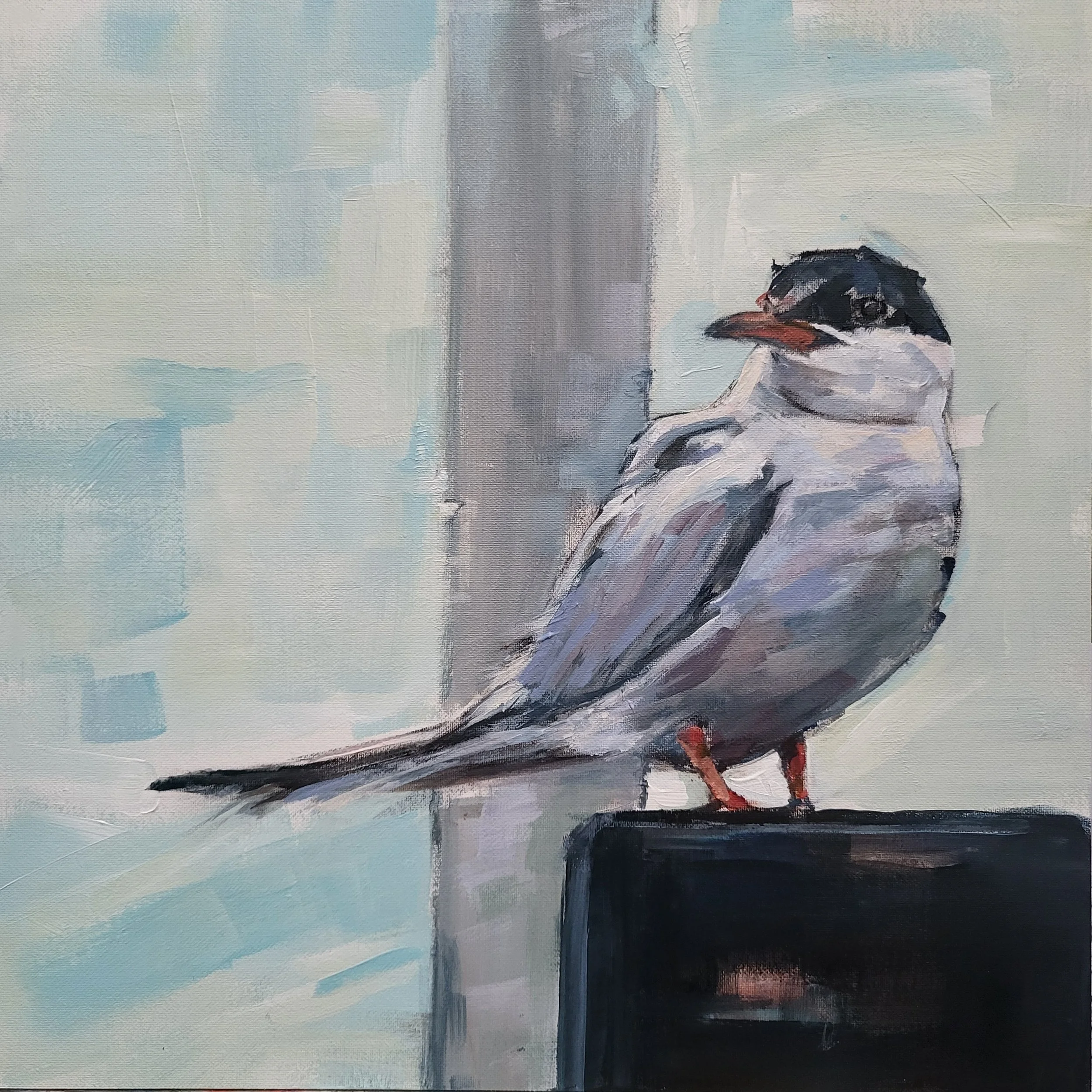 "Arctic Tern" acrylic on linen board 30 x 30 cm