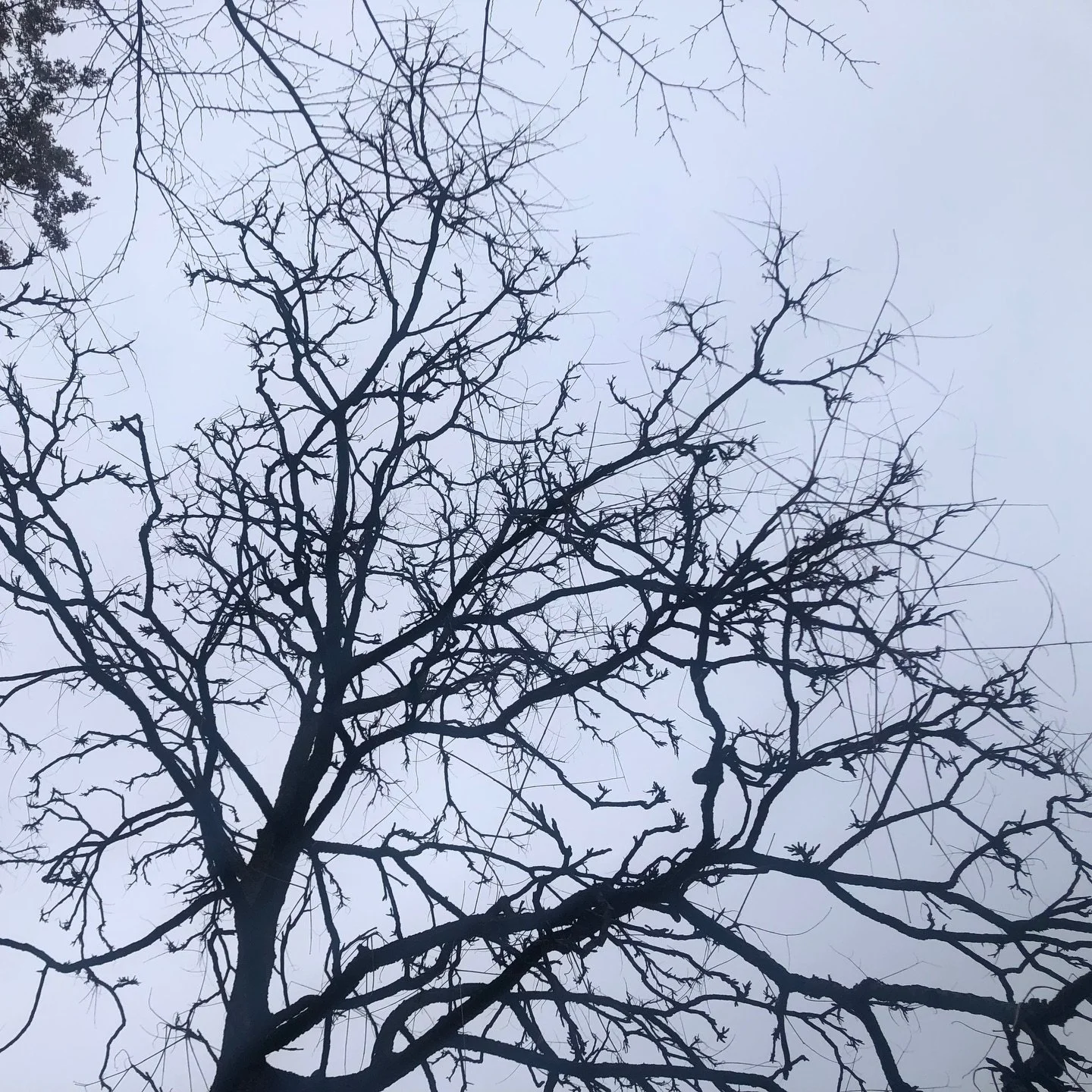 I'm not high but I did laugh with a couple smoking up trying to smash pumpkins against a stone wall in colorful Morningside Park 🍁

#branches #hypnotize