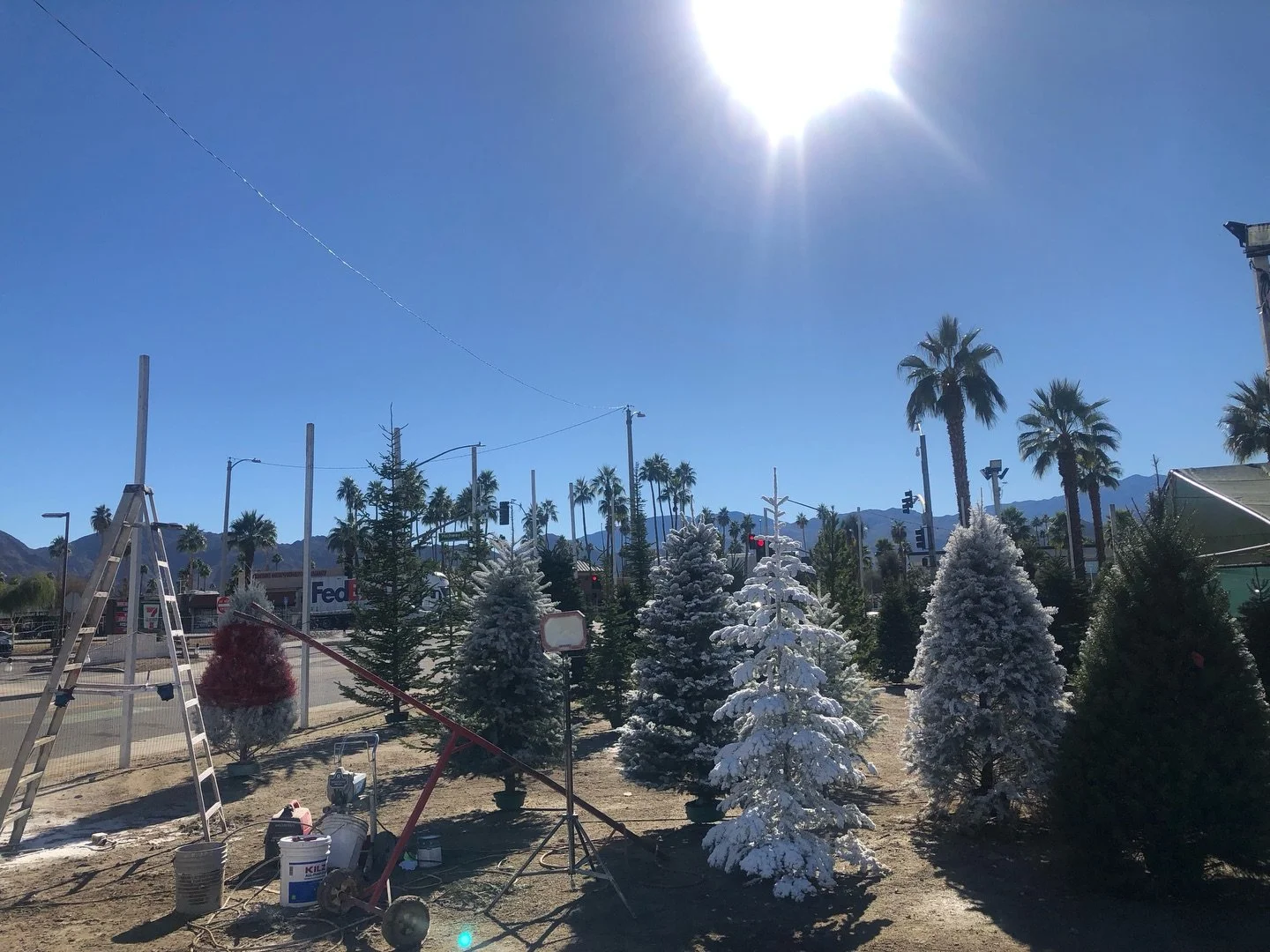 May all your Christmases be imported from different states and manipulated because yours does not have the right weather for the decor
🌲😎❄️🎨

#palmsprings #evergreens from #montana #🎄