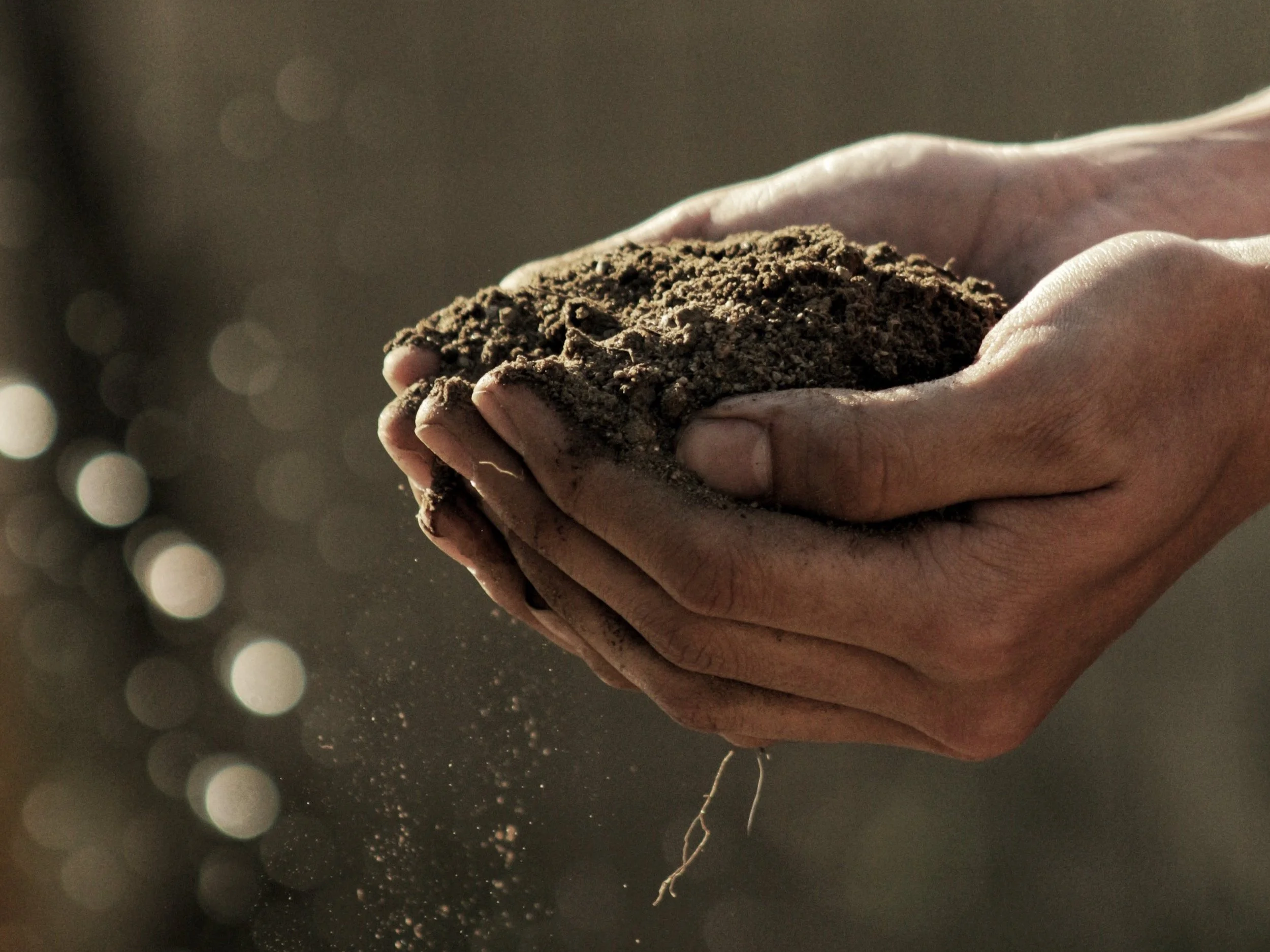 Stiwardiaid y ddaear