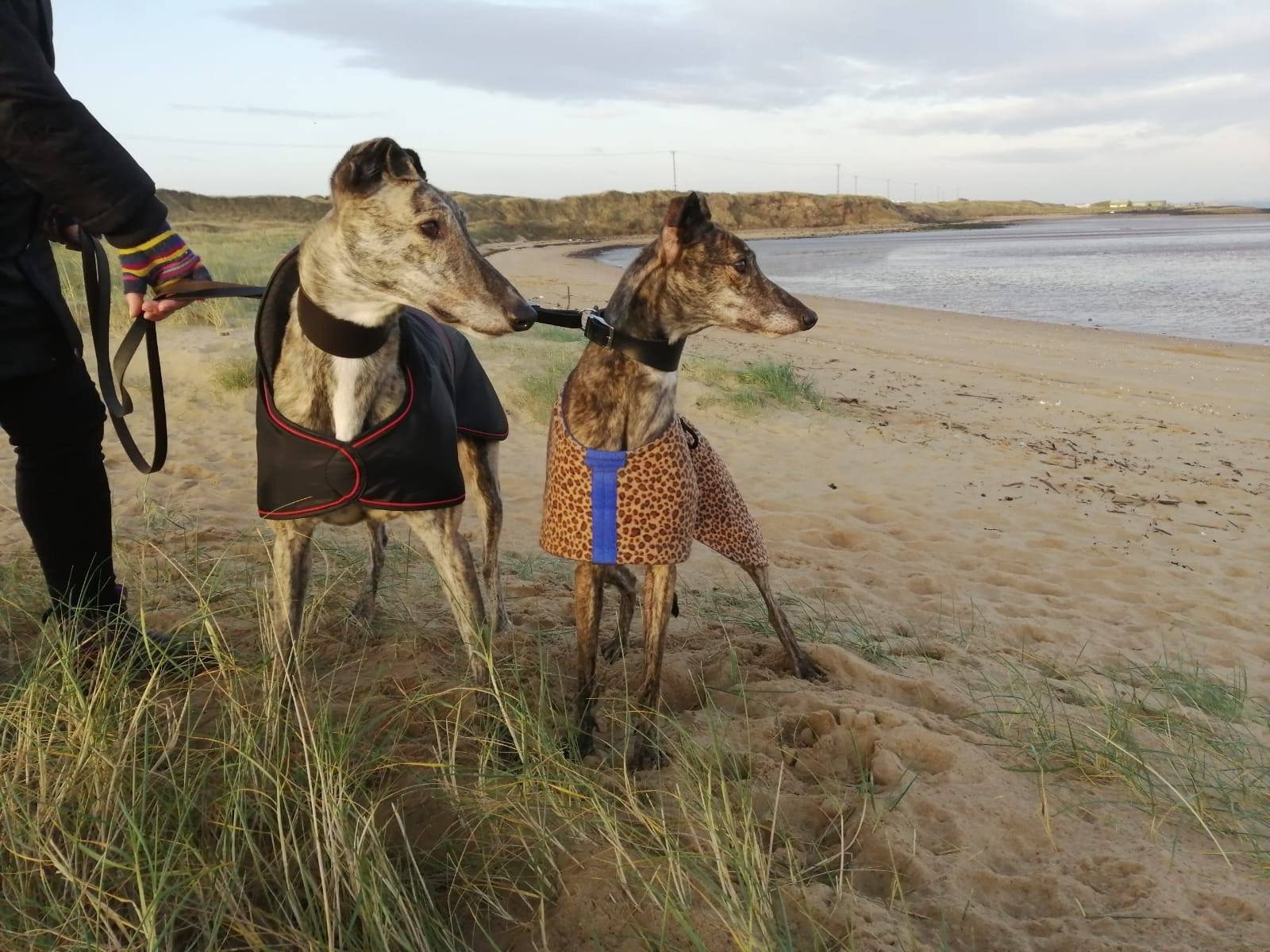  Two thin greyhound dogs on leads, standing on a sandy beach looking at the sea. 