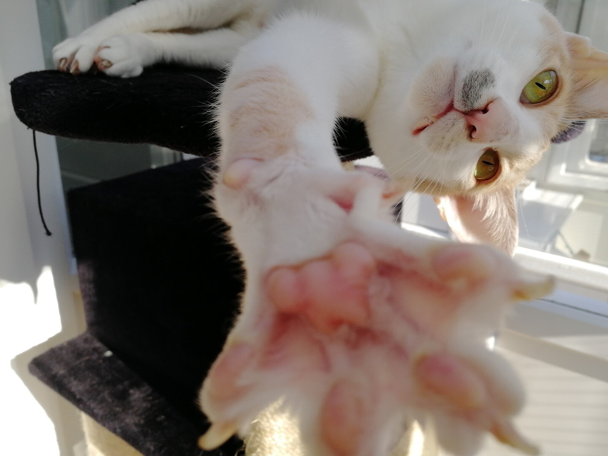  White cat with light green eyes stretching out its pink paw towards the camera. 