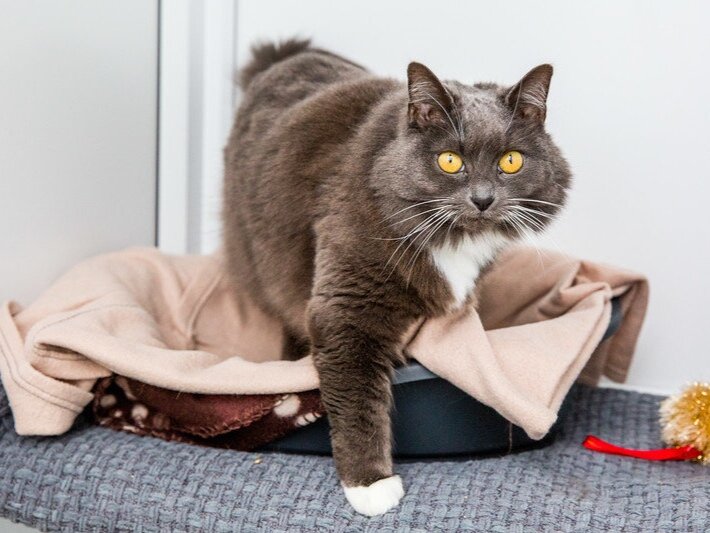  Grey fluffy cat with yellow eyes stepping out of brown cat basket. 