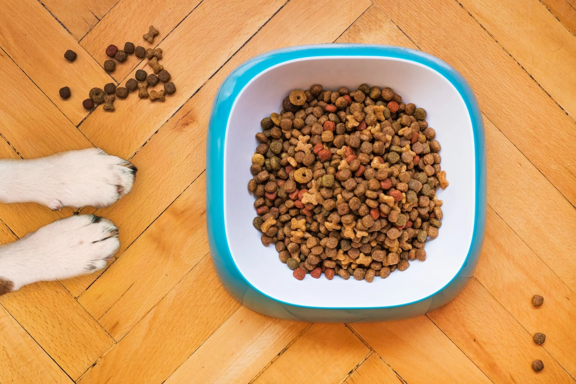 Two white dog paws in front of a blue and white dog bowl of dried food on a herringbone wooden floor.