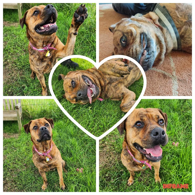 Lovelylucy, a Unknown old female Greyhound available for adoption from SARA in North Yorkshire