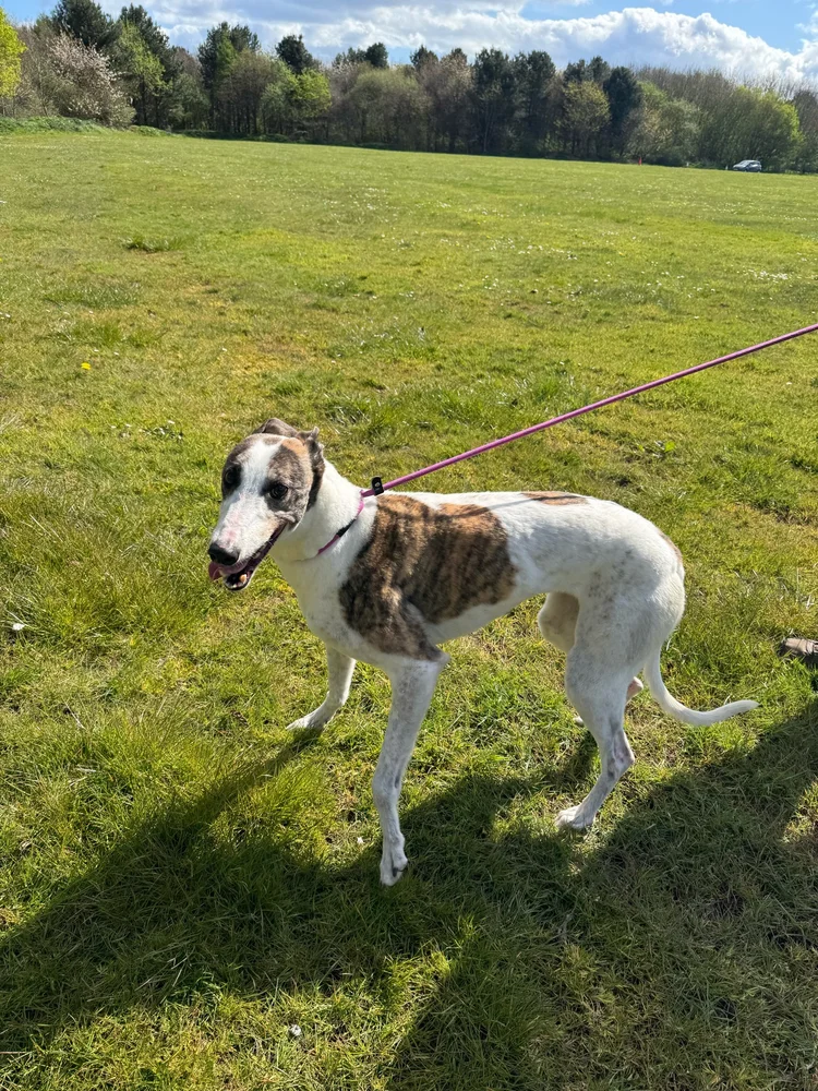 Pepsi, a 12 years old female Greyhound available for adoption from SARA in North Yorkshire
