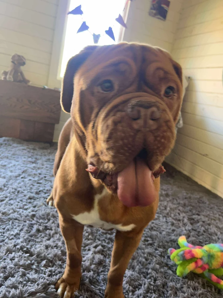 Stormy, a 12 years old female Dogue de Bordeaux available for adoption from SARA in North Yorkshire