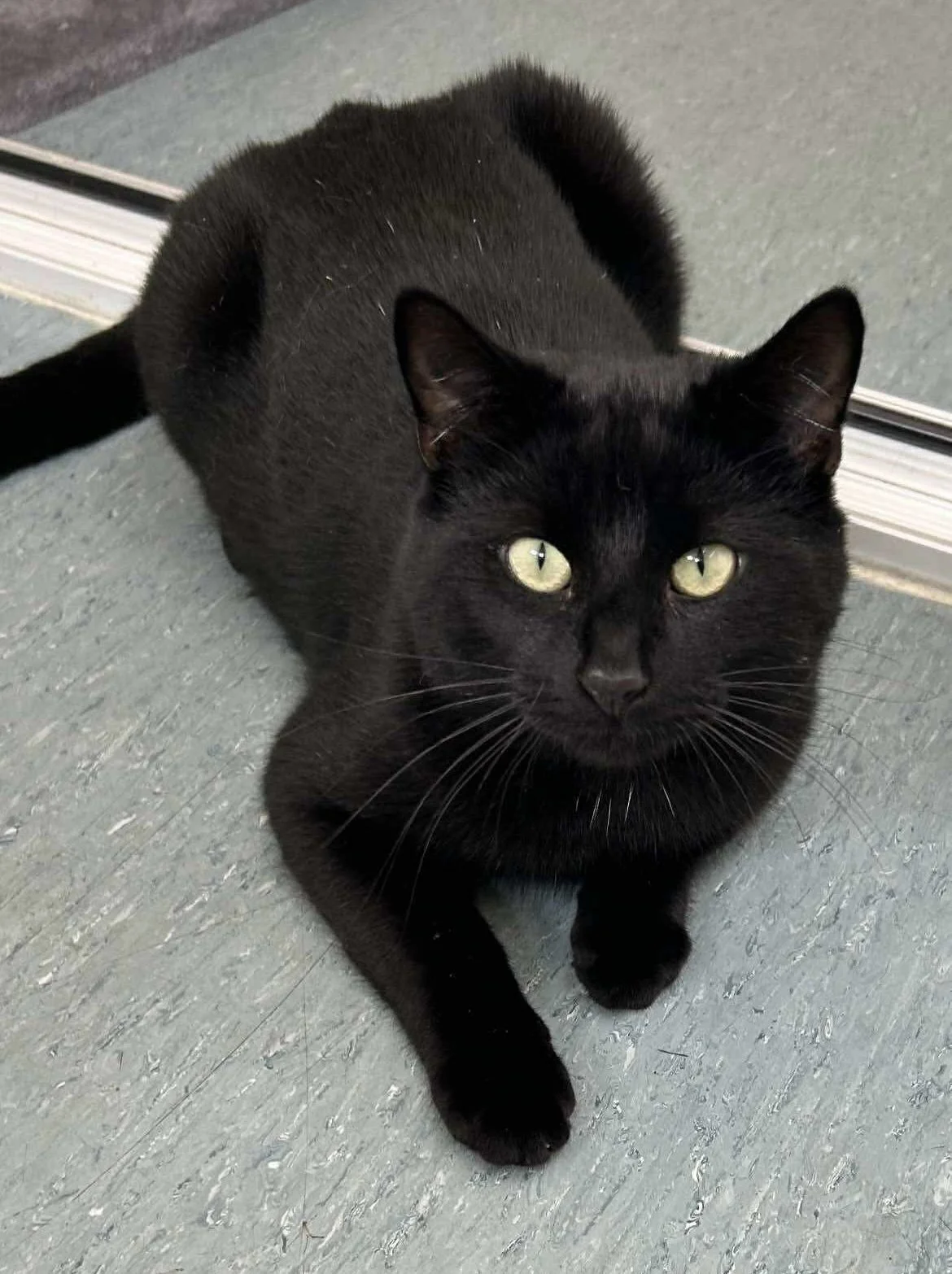 Sparky a.k.a Prince Sparkles - Reserved