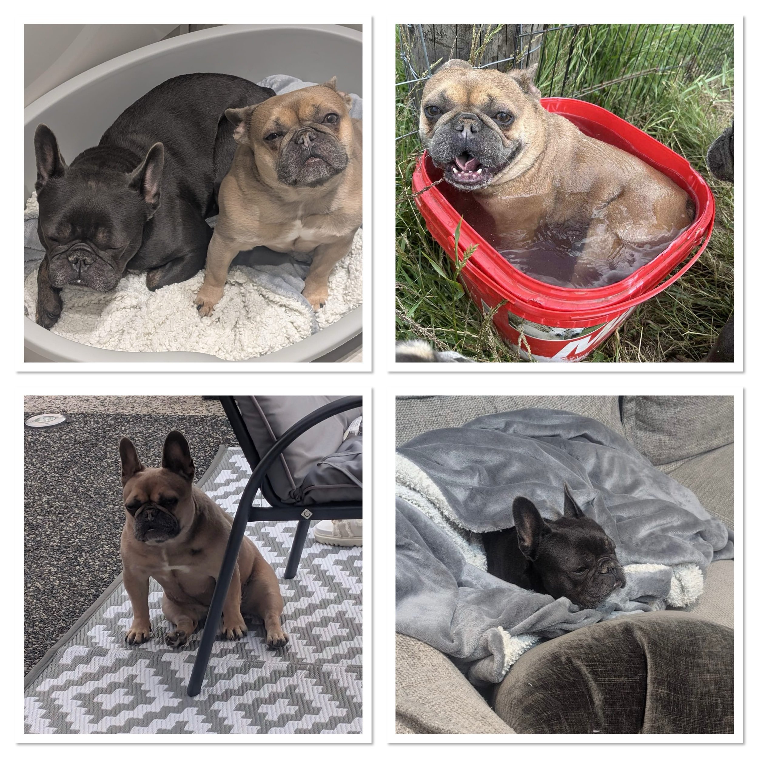 Hugo &amp; Luna - Reserved