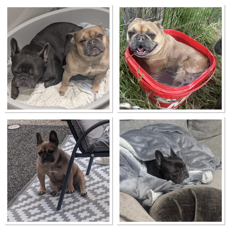 Hugo&Luna, a 10 years old unknown Unknown available for adoption from SARA in Redcar, North Yorkshire