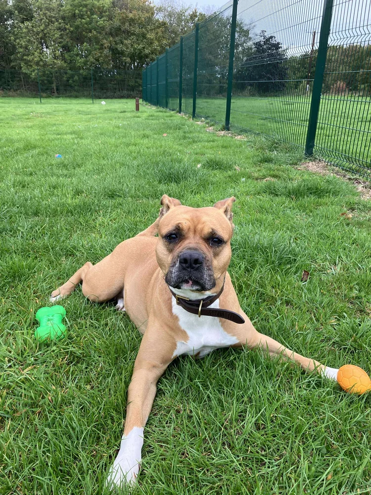 Porsche, a 5 years old female Boxer available for adoption from SARA in North Yorkshire